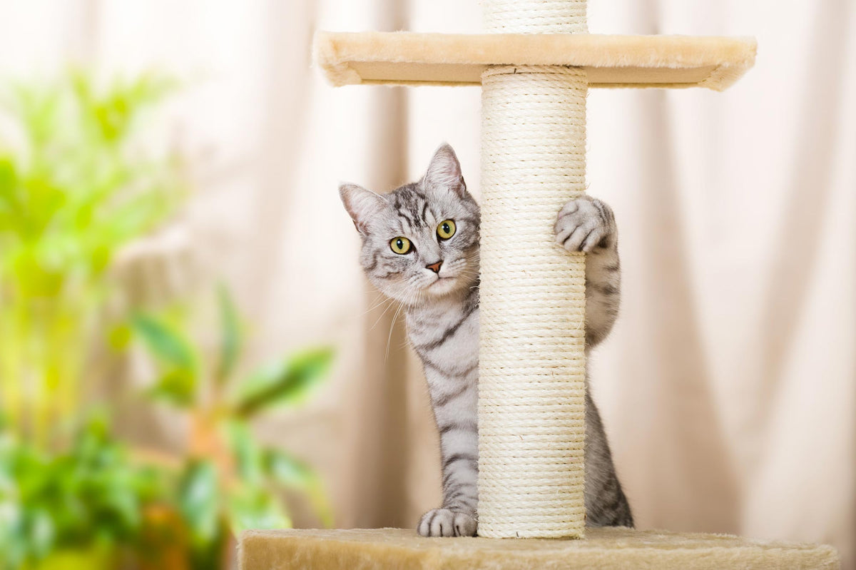 All Cat Trees Go Pet Club