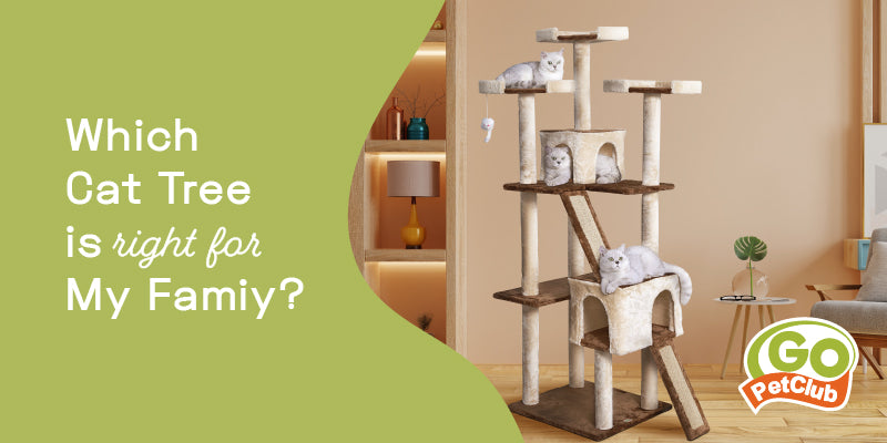 Which Cat Tree is Right for My Family?