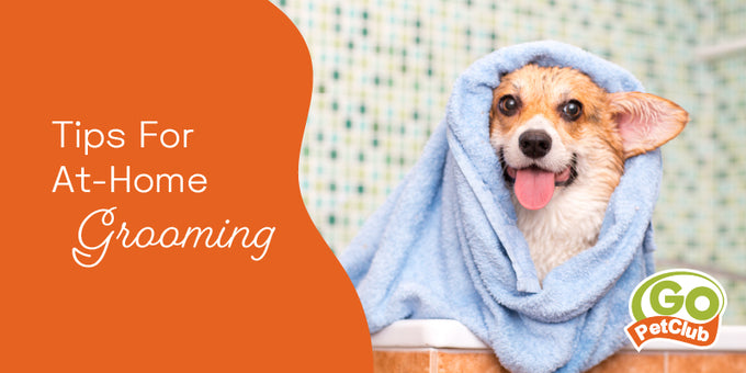 Tips for At-Home Grooming