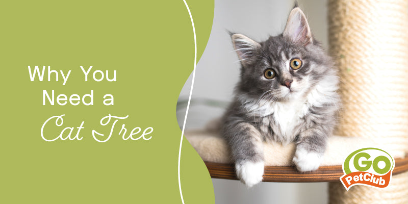 Why You Need a Cat Tree