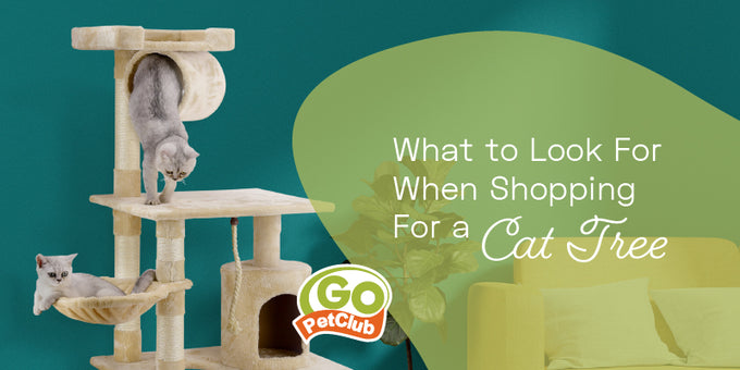 What to Look For When Shopping For a Cat Tree