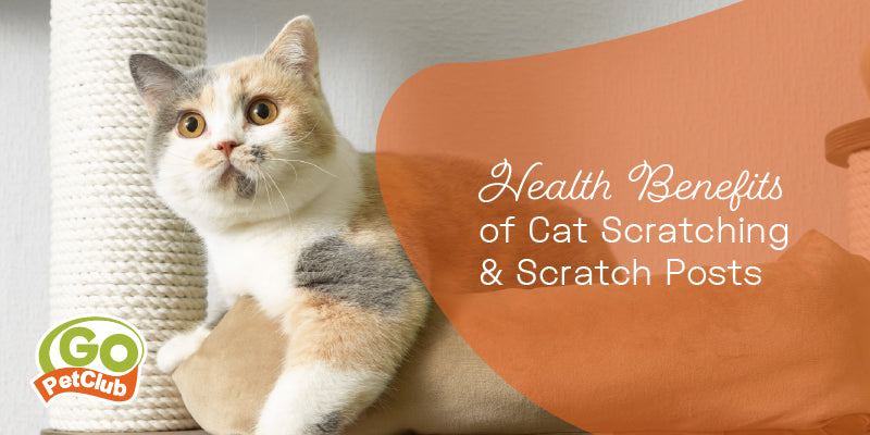 Health Benefits of Cat Scratching & Scratch Posts